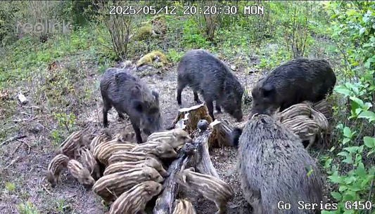 Vilioklis šernams, elniams, stirnoms - SuperMasals, 1 l.