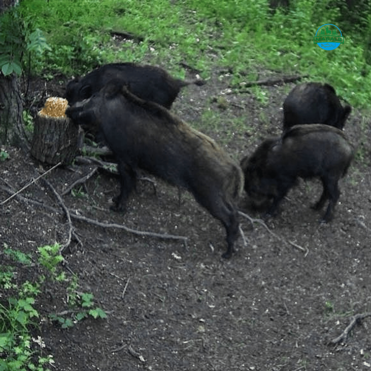 Masals kukurūzų laižalas laukiniams gyvūnams – ilgo veikimo, termiškai apdorotas, 3 kg.