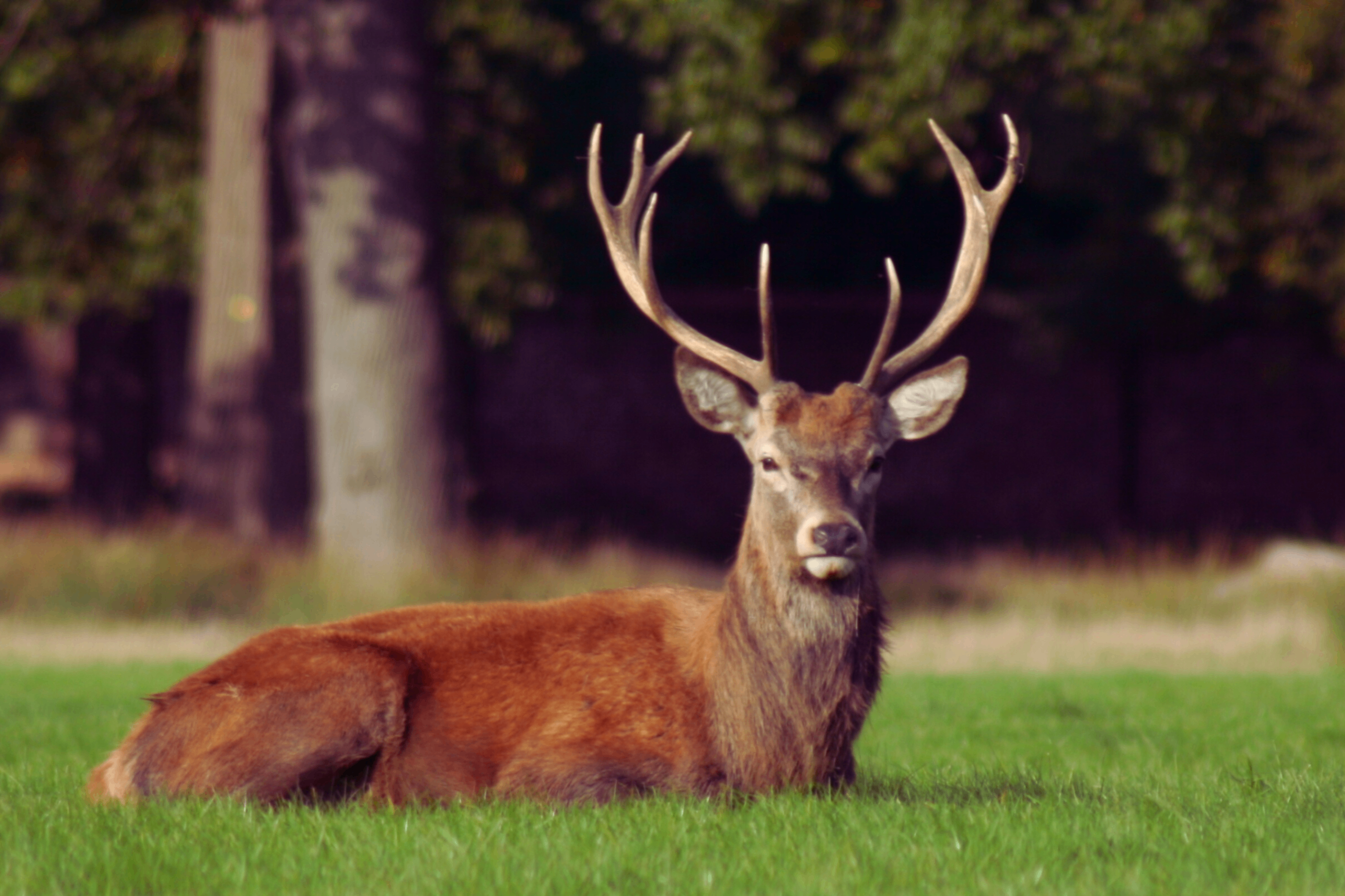 Masals vilioklis žvėrims – natūralus medžioklinis masalas, efektyvus hunting attractant medžioklei ir žvėrių pritraukimui