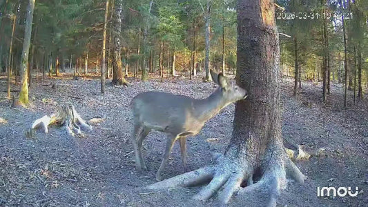 SuperSmuoks – intensyvaus kvapo tepamas vilioklis žvėrims (1.5 kg)