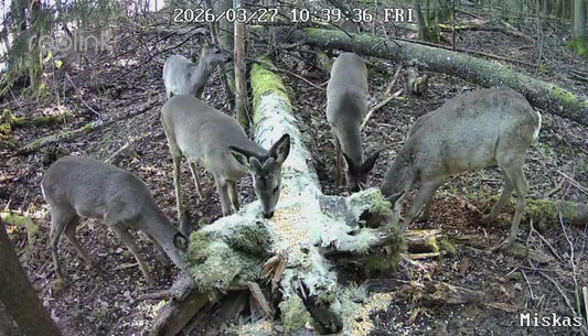 Vilioklis šernams, elniams, stirnoms - SuperMasals, 400 gr.