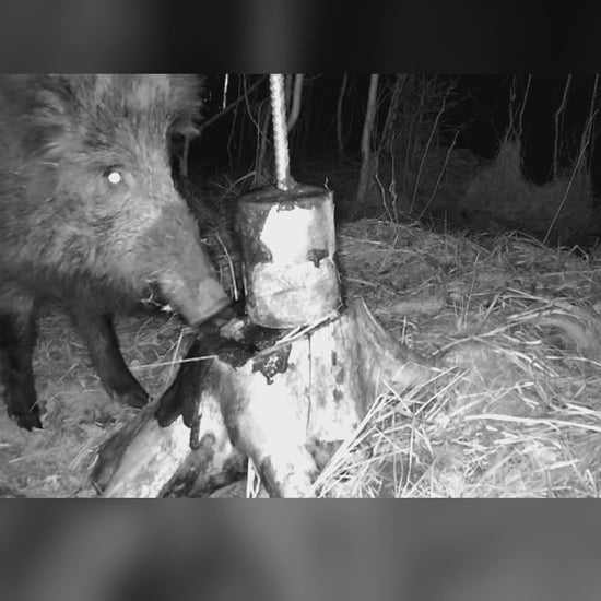 Graužals MacnosSmuoks: šernai graužia graužalą