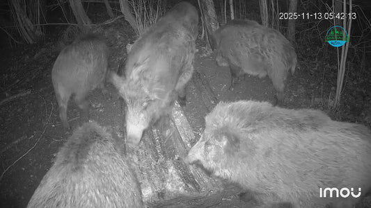 Vilioklis šernams - MacnosSmuoks, 400 g.