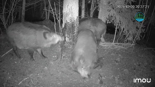 Šernų vilioklis „Daugiau sakų“ – tepamas masalas trynimuisi (500 g)