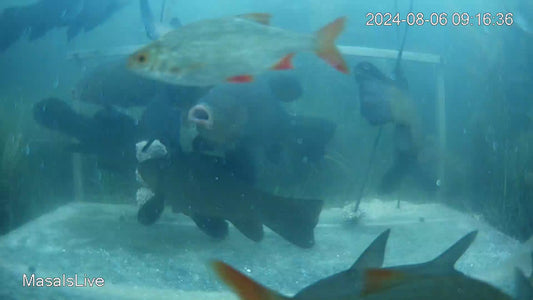 Masals Douna - Liquid bait for fish