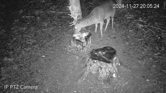 Vilioklis šernams, elniams, stirnoms - SuperMasals, 1 kg.