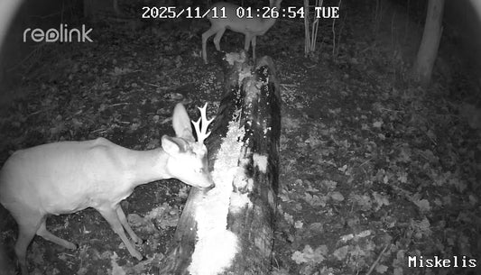 Vilioklis elniams, stirnoms - SuperSmuoks, 400 g.