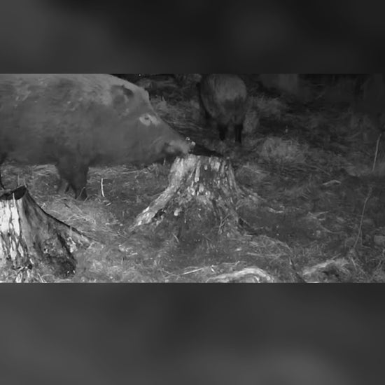 Birus MacnosSmuoks: įmaišykite į grūdus ir išpilkite ant kelmo