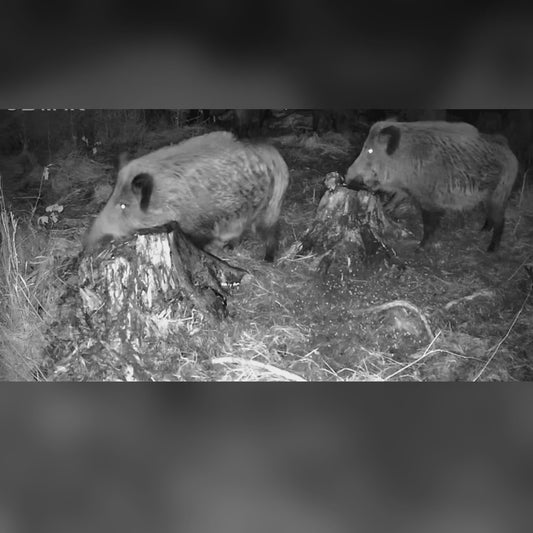 MacnosSmuoks skystas ir birus vilioklis šernams: šernai ėda nuo kelmo