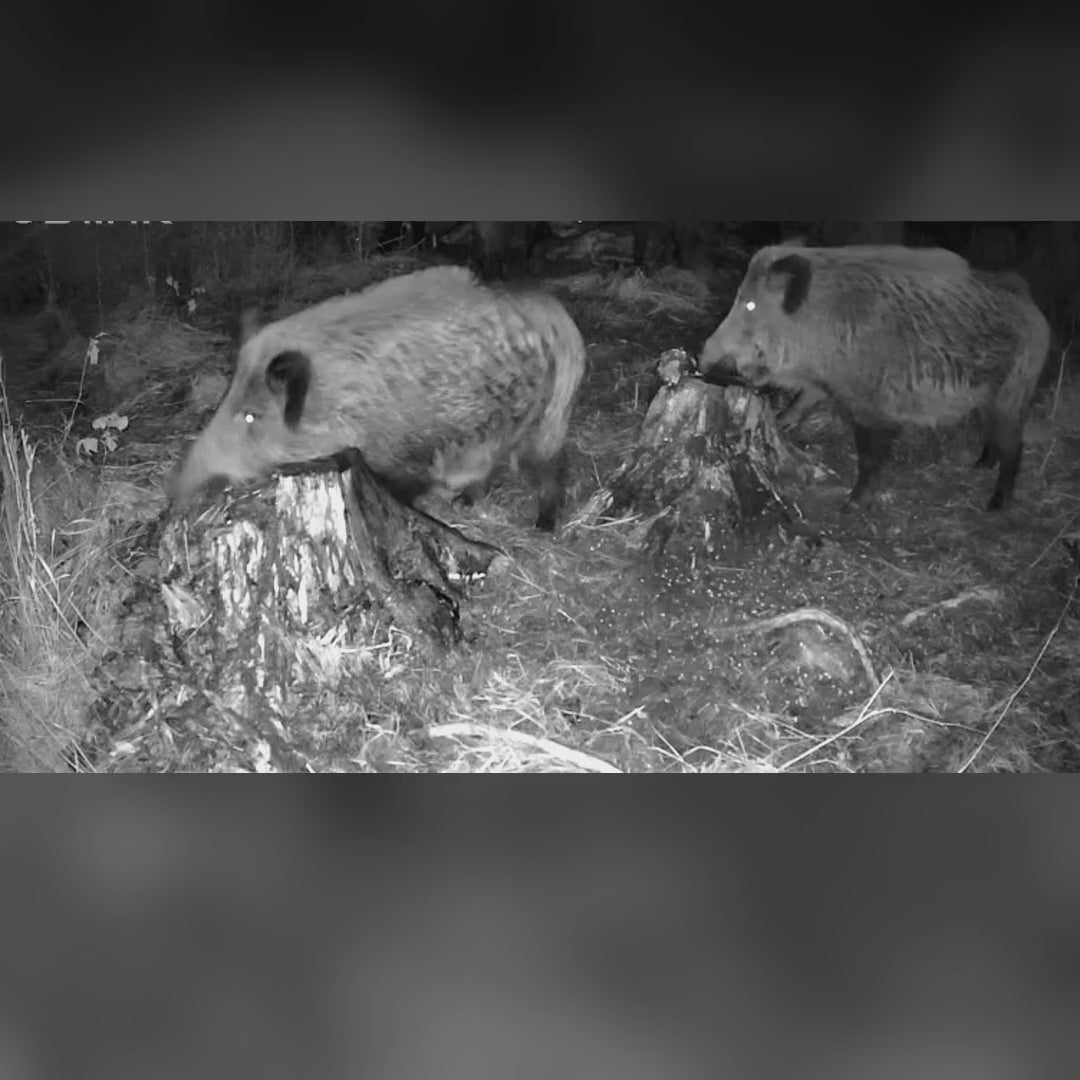 MacnosSmuoks skystas ir birus vilioklis šernams: šernai ėda nuo kelmo