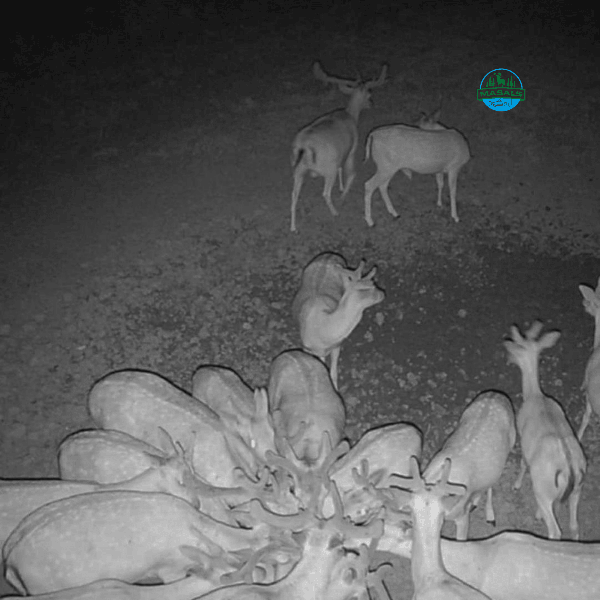 Masals kukurūzų laižalas laukiniams gyvūnams – ilgo veikimo, termiškai apdorotas, 3 kg.