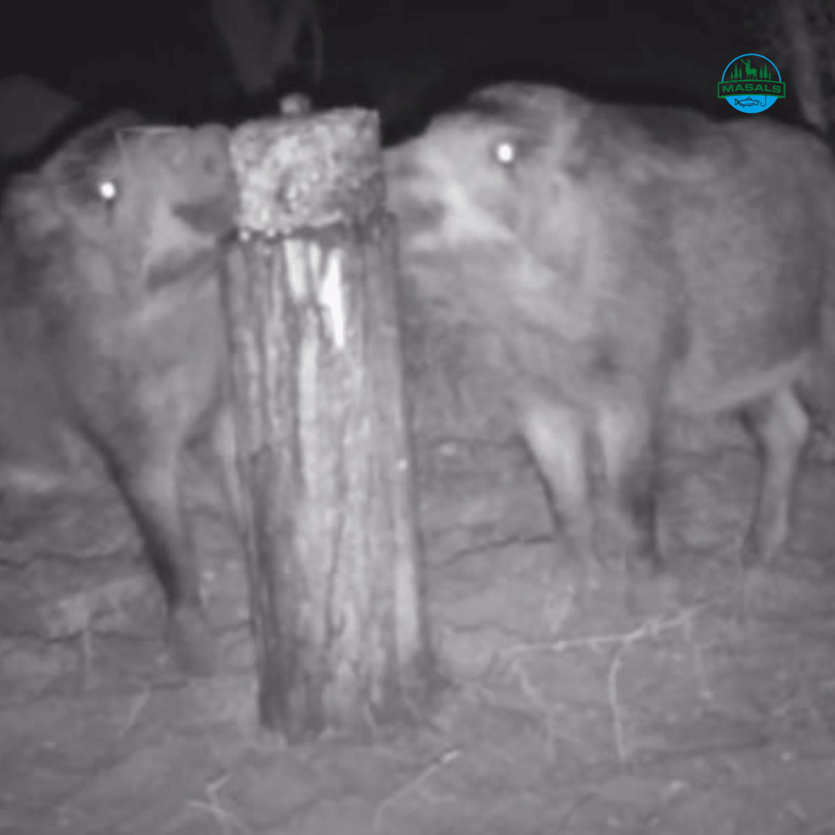 Masals kukurūzų laižalas laukiniams gyvūnams – ilgo veikimo, termiškai apdorotas, 3 kg.